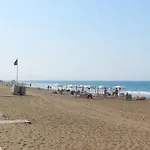Palm * Denia
