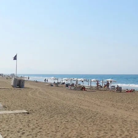 Palm * Denia